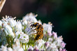 Biene auf Lauchblüte