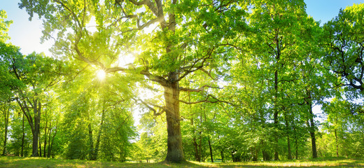 old oak tree foliage in morning light with sunlight