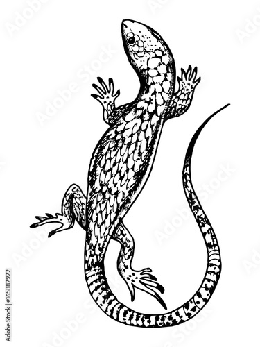 Lizard engraving vector illustration Tableau sur Toile