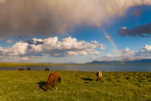 Rainbow Over A Mountain Lake. Horses On The Shore Of The Lake