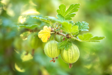 Wall Mural - Closeup photo of gooseberries