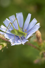 Green Grasshopper On A Blue Flower