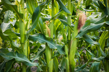 Wall Mural - Growing Corn