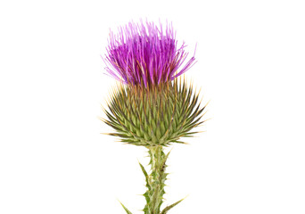 Wall Mural - Thistle on a white background