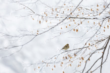Common Chaffinch Perching On Branch In Winter