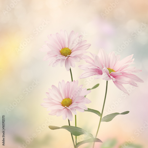 Pink flower blossom