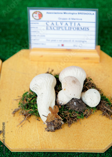 Fotografie, Obraz Calvatia excipuliformis at mycological exhibition of mushrooms in Mantua
