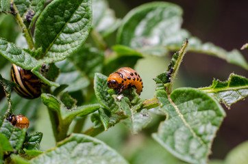 Colorado potato beetle