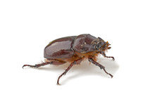 Big Brown Beetle On White Background