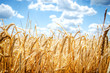 © daria_serdtseva - A field of rye under the blue sky.