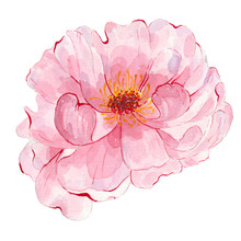Watercolor Hand Painted Flower Pink Peony Isolated On White Background