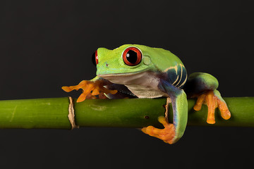 Aufkleber - A close photograph of a red eyed tree frog balancing on a bamboo shoot against a black background
