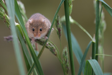 Poster - A small harvest mouse climbing up shoots of grass looking forward towards the viewer