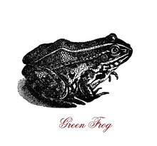 Vintage Engraving Of Green Frog, Smooth, Moist-skinned And Edible Amphibian