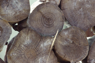 Wall Mural - Stacked tree wood logs background. Abstract photo of a pile of natural wooden logs background, top view. Pieces of round teak wood