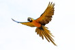 Perroquet en vol Ara Ararauna jaune et bleu (fond blanc)