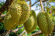 Whole durians fruit on the durian tree branch in the garden of Thailand