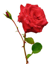Red Rose With Bud Isolated Over White