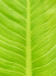 © ilovestok - leaf background texture green color