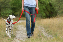 Mature Woman Is Walking A Dalmatian Dog On A Leash  In Nature Environment