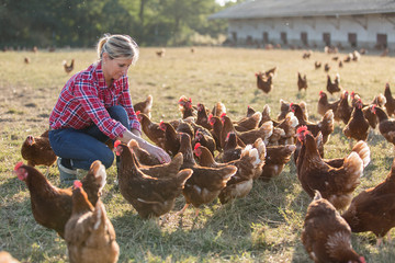 female farmer looking for eggs