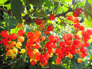  Red currant in sunshine