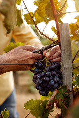 Wall Mural - close-up of farmers hands with blue grapes.