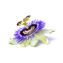 Passiflora Passionflower Isolated On White Background. Big Beautiful Flower