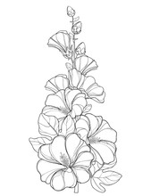 Vector Bunch With Outline Alcea Rosea Or Hollyhock Flower, Stem, Bud And Leaf Isolated On White Background. Floral Elements In Contour Style With Ornate Hollyhock For Summer Design And Coloring Book.