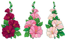 Vector Bunch With Outline Alcea Rosea Or Hollyhock Flower In Pink And White, Bud And Green Leaf Isolated On White Background. Floral Set In Contour Style With Ornate Hollyhock For Summer Design.