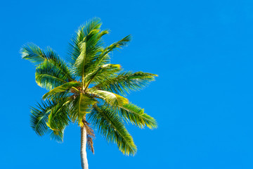 Palm trees with branches of coconut on the background of bright cloudless blue sky