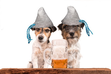 Two bavarian oktoberfest dogs jack russell terrier