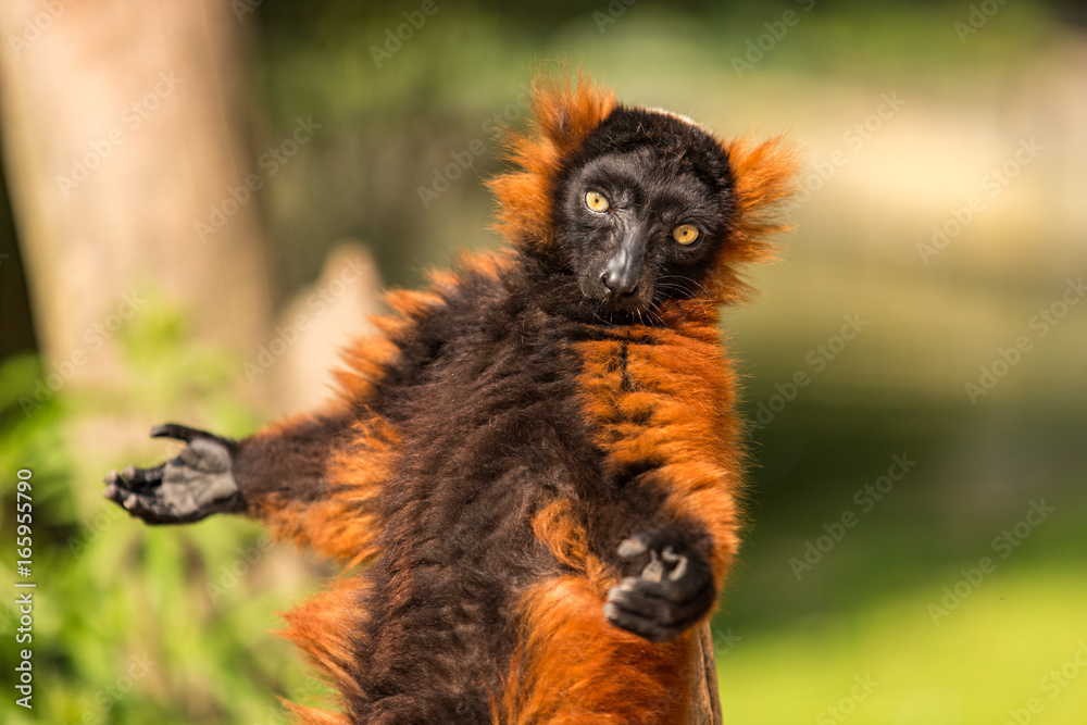 A red ruffed lemur in the Artis Zoo in Amsterdam. - obrazy, fototapety, plakaty 