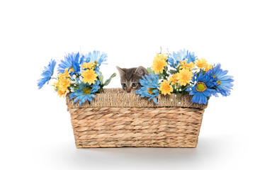 Poster - Tabby kitten in basket with flowers