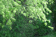 rain and green tree leaves under sunlight