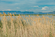 Summer Landscape Along A Still River With Tall Grass And A Shallow Depth Of Field