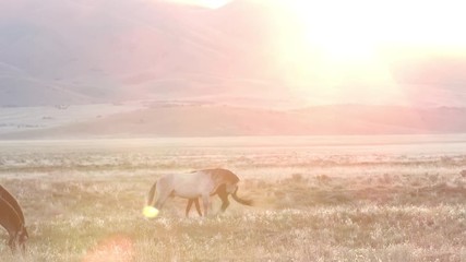 Wall Mural - Two horses playing in the distance as the sun peaks over the mountain top