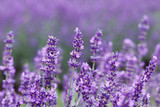 Fototapeta Lawenda - Lavender Field