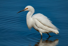 Great Snowy Egret