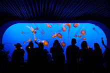 Silhouetted Crowds Looking At Pink, Red And Brown Jellyfish In An Aquarium With A Blue Background