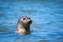 Harbor Seals At California Coastal Line