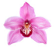 Close-up of pink Orchid flower (Cymbidium)  isolated on white background.