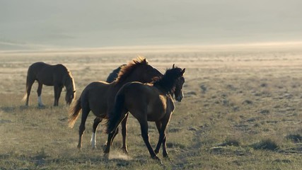 two wild horses playing in a field with each other