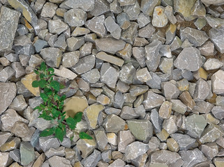 Stones, grass, ground-for the background