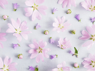 Wall Mural - Pink flowers on a gentle blue background. Abstract floral composition. Pattern frame of plants. Top view, flat lay. Floral, plants background.