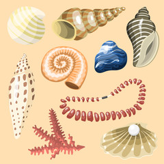 Poster - Sea marine animals and shells souvenirs cartoon vector illustration spiral tropical mollusk mussel decoration
