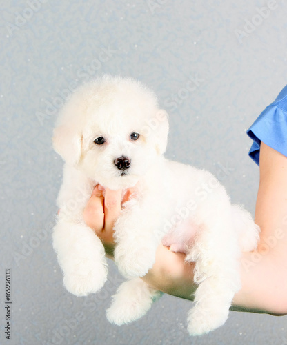 little fluffy white puppy