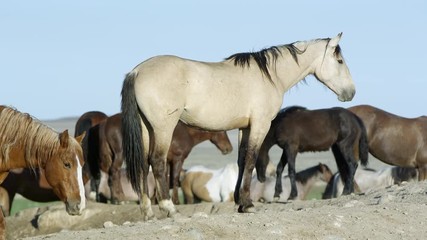 Wall Mural - View of wild horse standing on dirt pile as others walk by