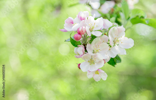 Dekoracja na wymiar  biale-kwiaty-jabloni
