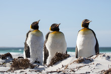 King Penguin Trio On The Beach